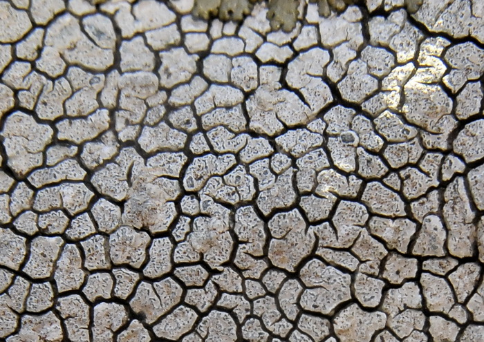 Lichene su serpentino...